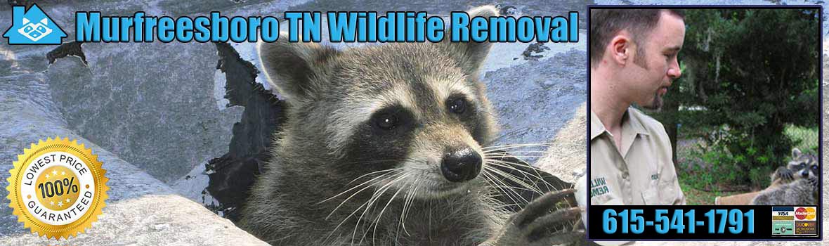 Murfreesboro Wildlife and Animal Removal