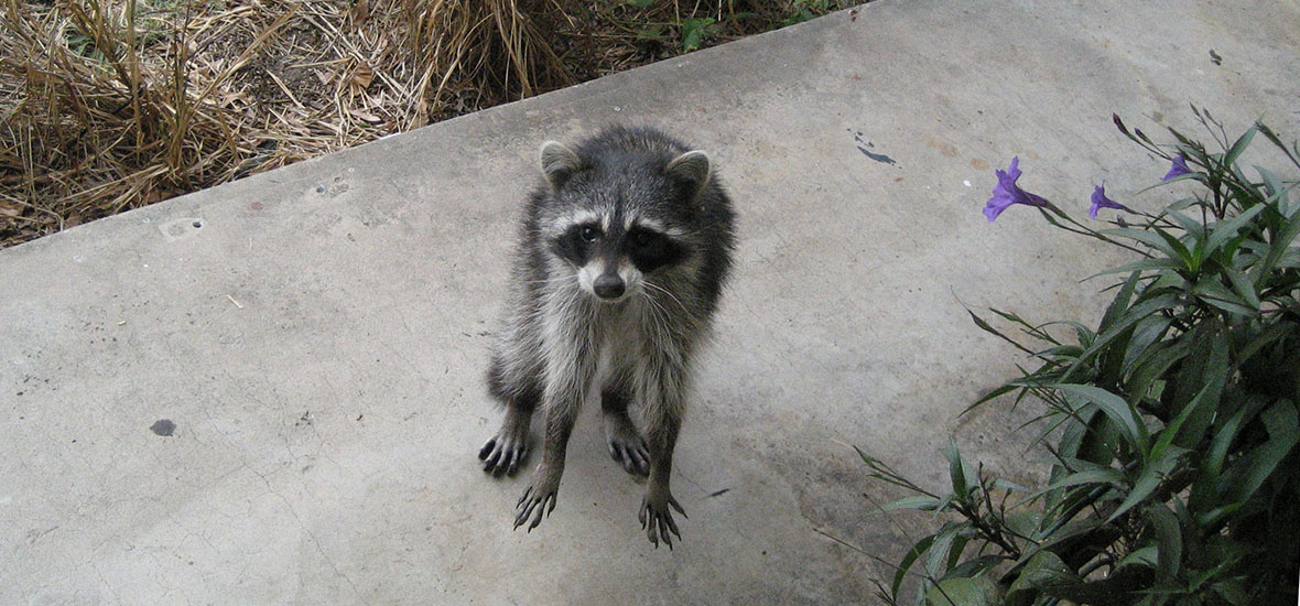 Only 2 Steps You'll Need to STOP Raccoons from Pooping in Your Tennessee Pool Today! How To Stop Raccoons From Pooping In My Pool